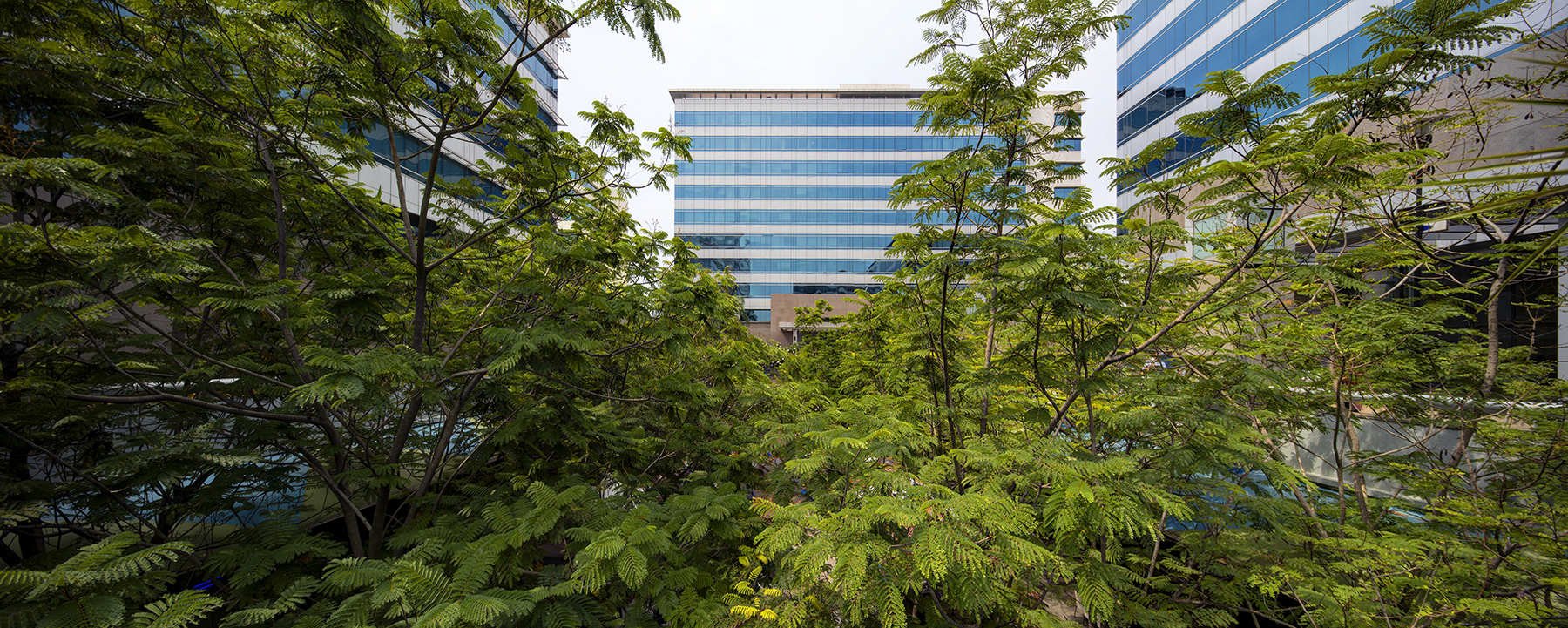 View of an office tower through the trees