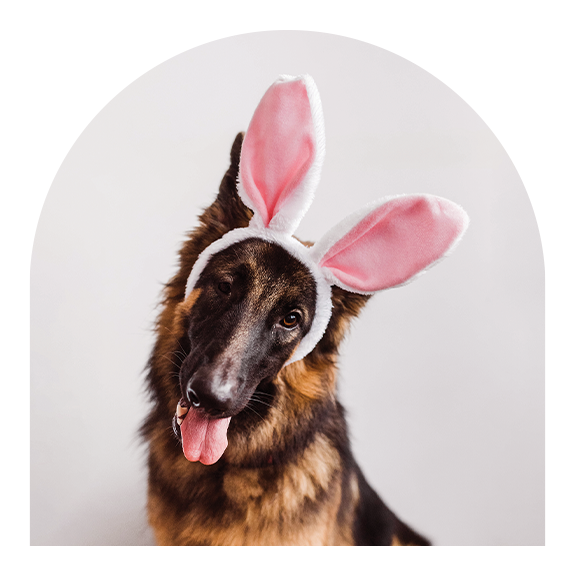 Dog wearing bunny ears